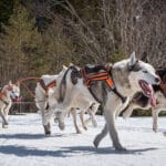 dog-sledding-fun-facts