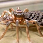 faberge-spider-brooch
