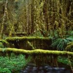 facts-about-the-understory-layer