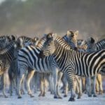 fascinating-african-wildlife-trivia