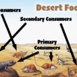 food-web-for-the-desert