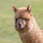 fun-facts-about-alpacas