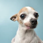 fun-facts-about-chihuahuas