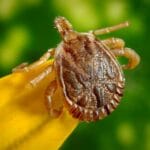 fun-facts-about-lyme-disease