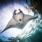 fun-facts-about-manta-rays