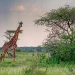 fun-facts-about-the-savanna