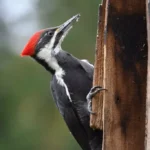 fun-facts-about-woodpeckers