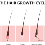 Demystifying the Hair Growth Cycle: A Biologist Explains