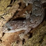 how-are-marbled-gecko-befisial-to-their-eviroment