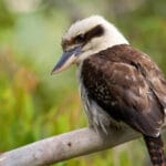 interesting-facts-about-kookaburra
