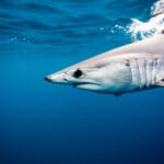 interesting-facts-about-mako-sharks