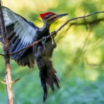 interesting-facts-about-woodpeckers