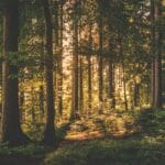 interesting-facts-deciduous-forest
