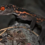 is-the-kuroiwa-ground-gecko-nocturnal-or-diurnal