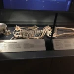 ivar-the-boneless-skeleton-found