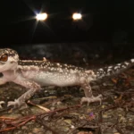 kuroiwa-ground-gecko-description-size