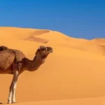 non-living-things-in-the-desert