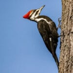 pileated-woodpecker-fun-facts