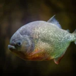 piranhas-in-the-lake-of-the-ozarks