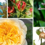 rare-flower-species-and-their-habitats