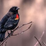 red-winged-blackbird-fun-facts
