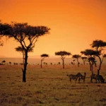 savanna-important-facts