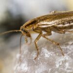 scary-facts-about-cockroaches