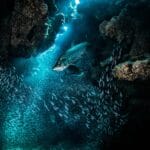 scary-facts-about-ocean