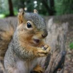 scary-facts-about-squirrels