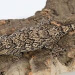 types-of-geckos-in-florida