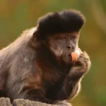 weeper-capuchin-monkey