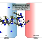 what-happens-to-carbon-atoms-when-fried