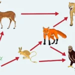 which-organism-is-an-example-of-a-producer
