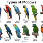 why-are-the-glaceous-macaw-and-hyancith-macaw-so-alike