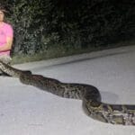 can-you-find-ball-pythons-in-florida
