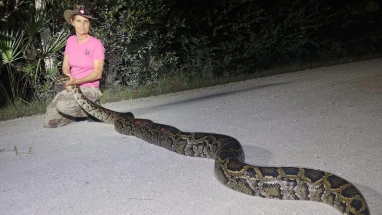 Can You Find Ball Pythons in the Florida Wild? Separating Fact From Fiction