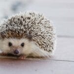 fun-facts-about-hedgehogs
