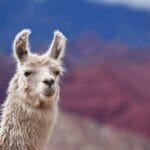 fun-facts-about-llamas