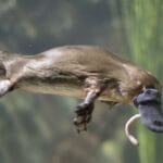 fun-facts-about-platypus