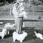 history-of-coton-de-tulear