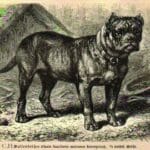 history-of-the-boerboel