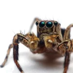 never-more-than-6-feet-away-from-a-spider-snopes