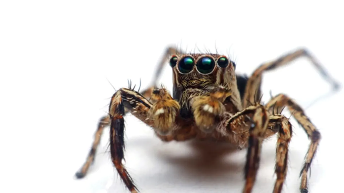 never-more-than-6-feet-away-from-a-spider-snopes
