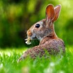 what-do-rabbits-symbolize