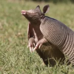 armadillo-poop