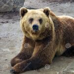 bear_with_down_syndrome
