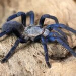 blue_tarantula