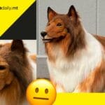 border_collie_man