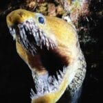 deep_sea_wolf_eel
