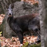 deer_with_fangs